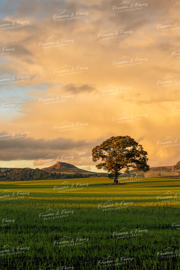 To buy a print or any of the below please click on the images